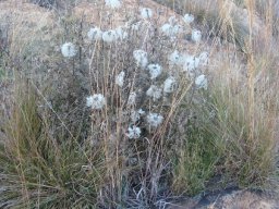 Clematis villosa subsp. stanleyi